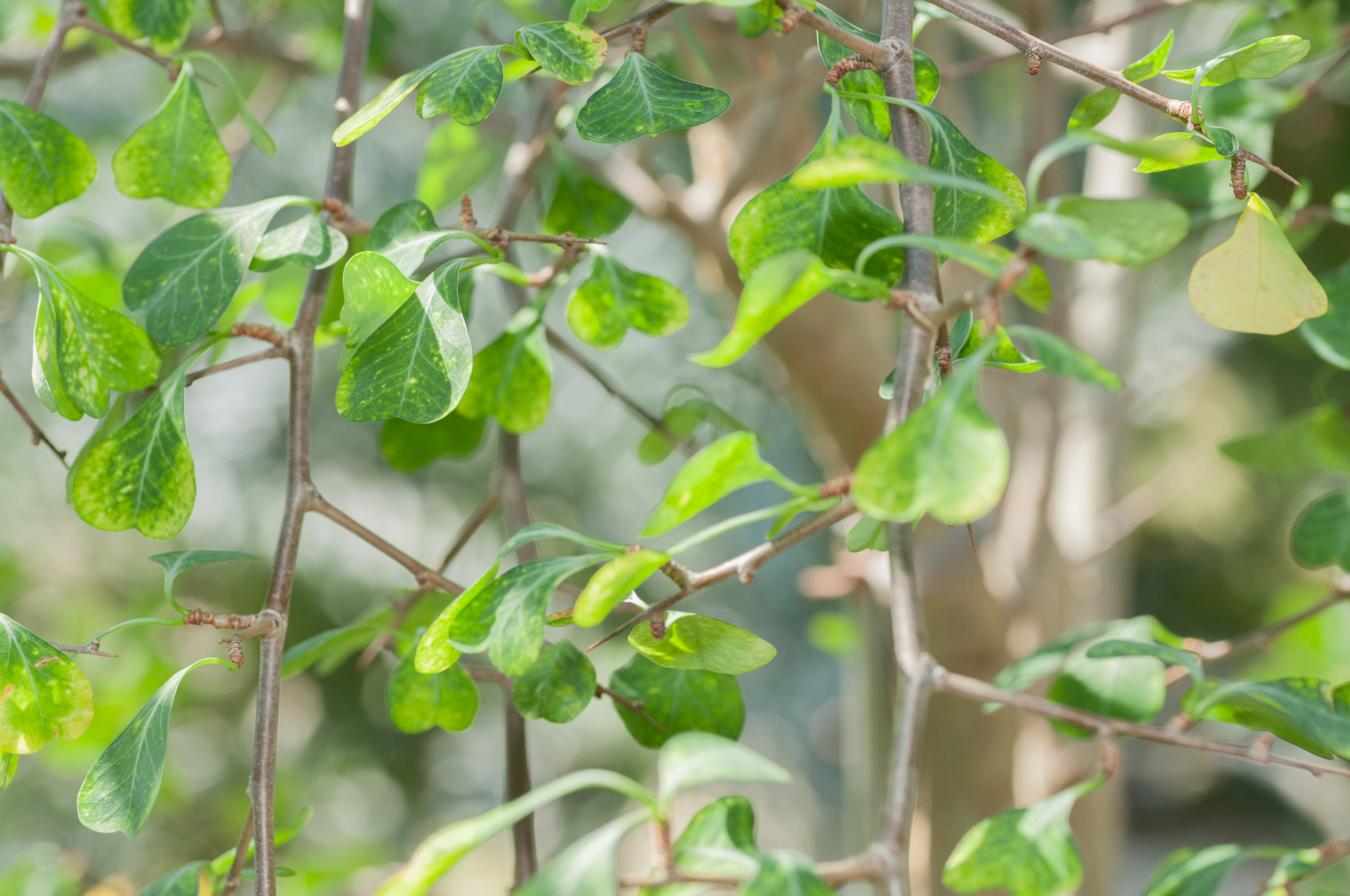 Euphorbia-cuneata