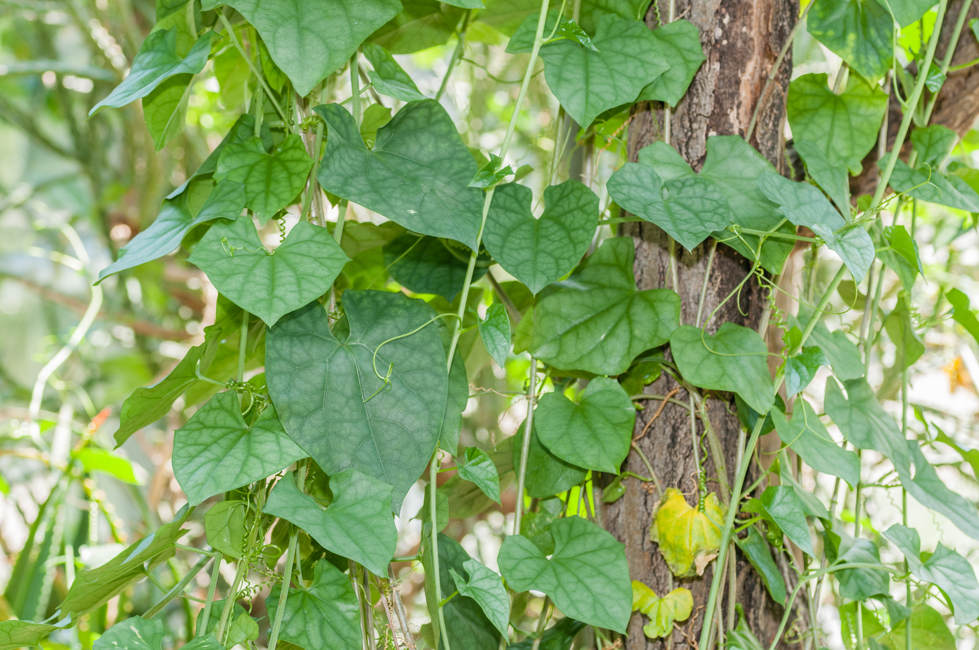 Gerradanthus-lobatus