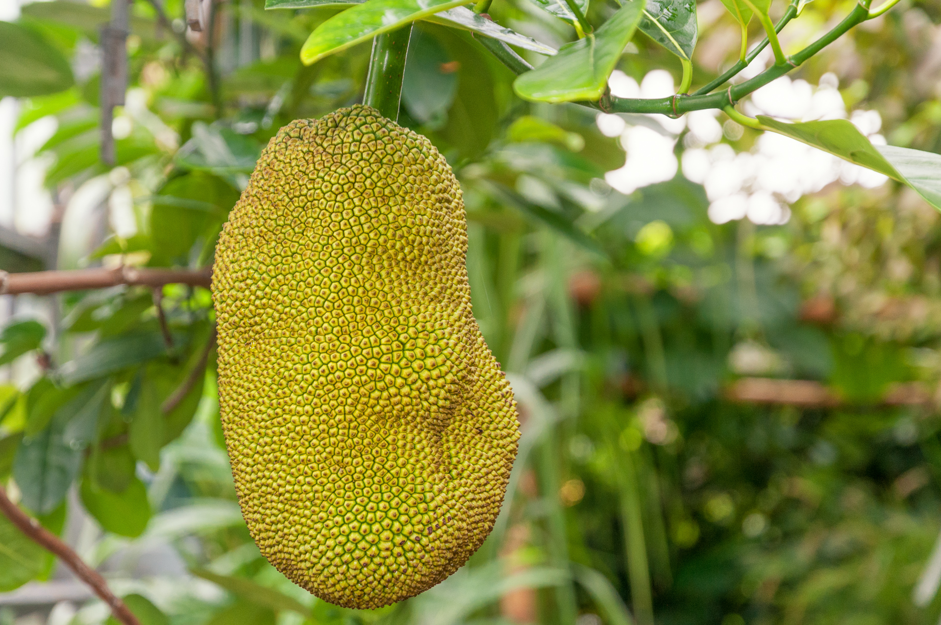 Jackfrucht