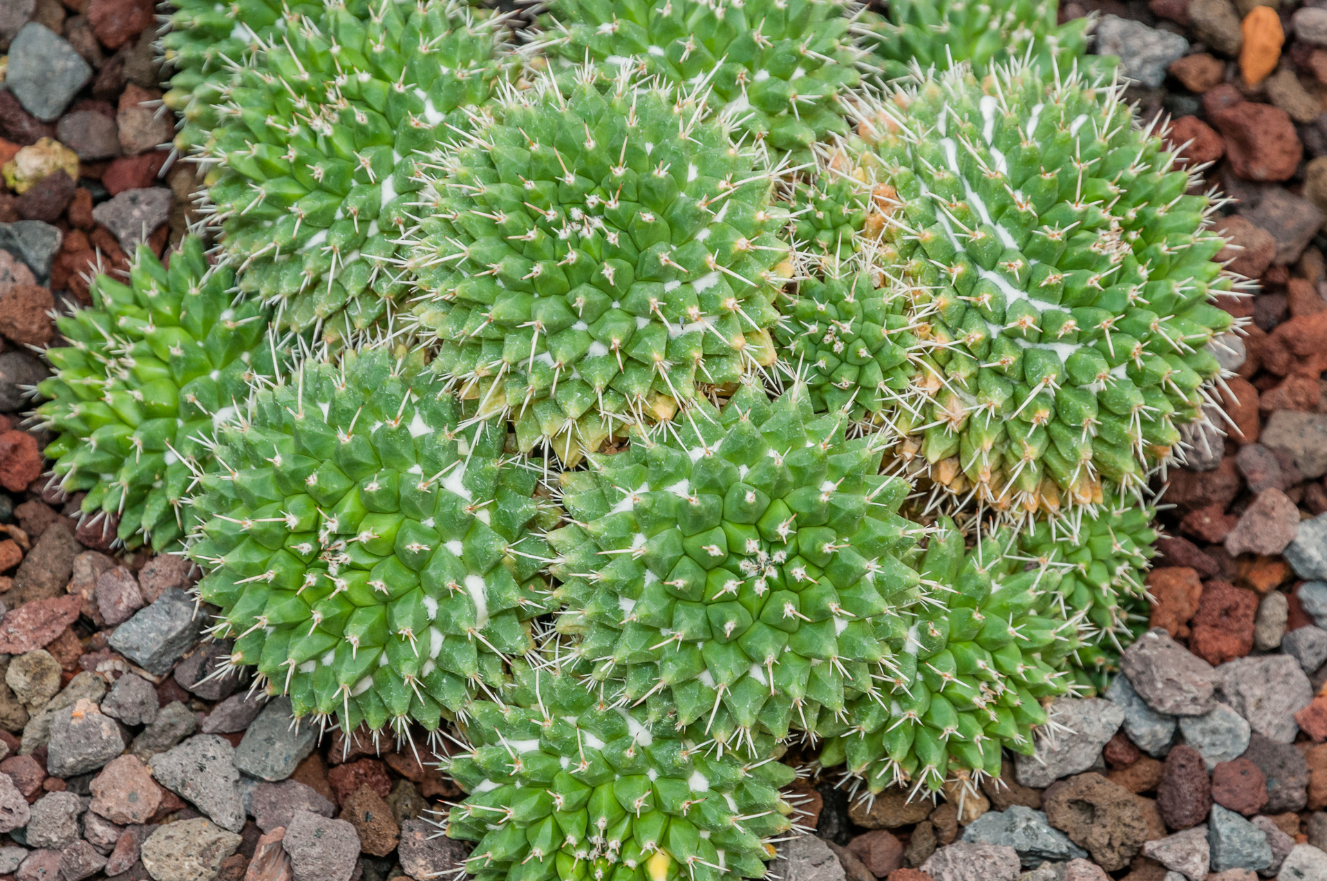 Mammillaria-compressa