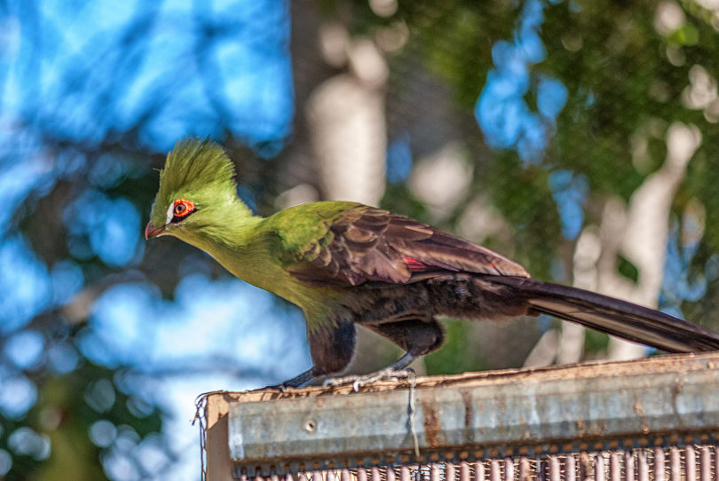 Parque de aves en El Paso/Los Llanos en la isla La Palma