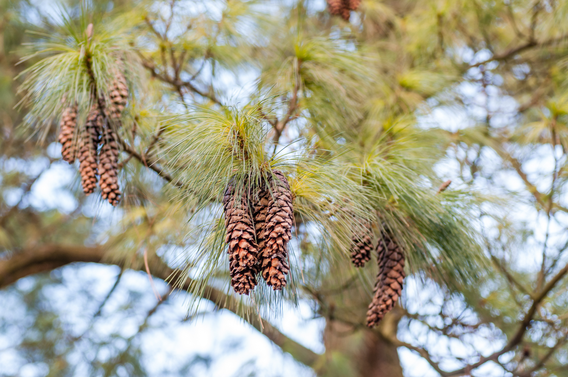 Pinus-wallichiana