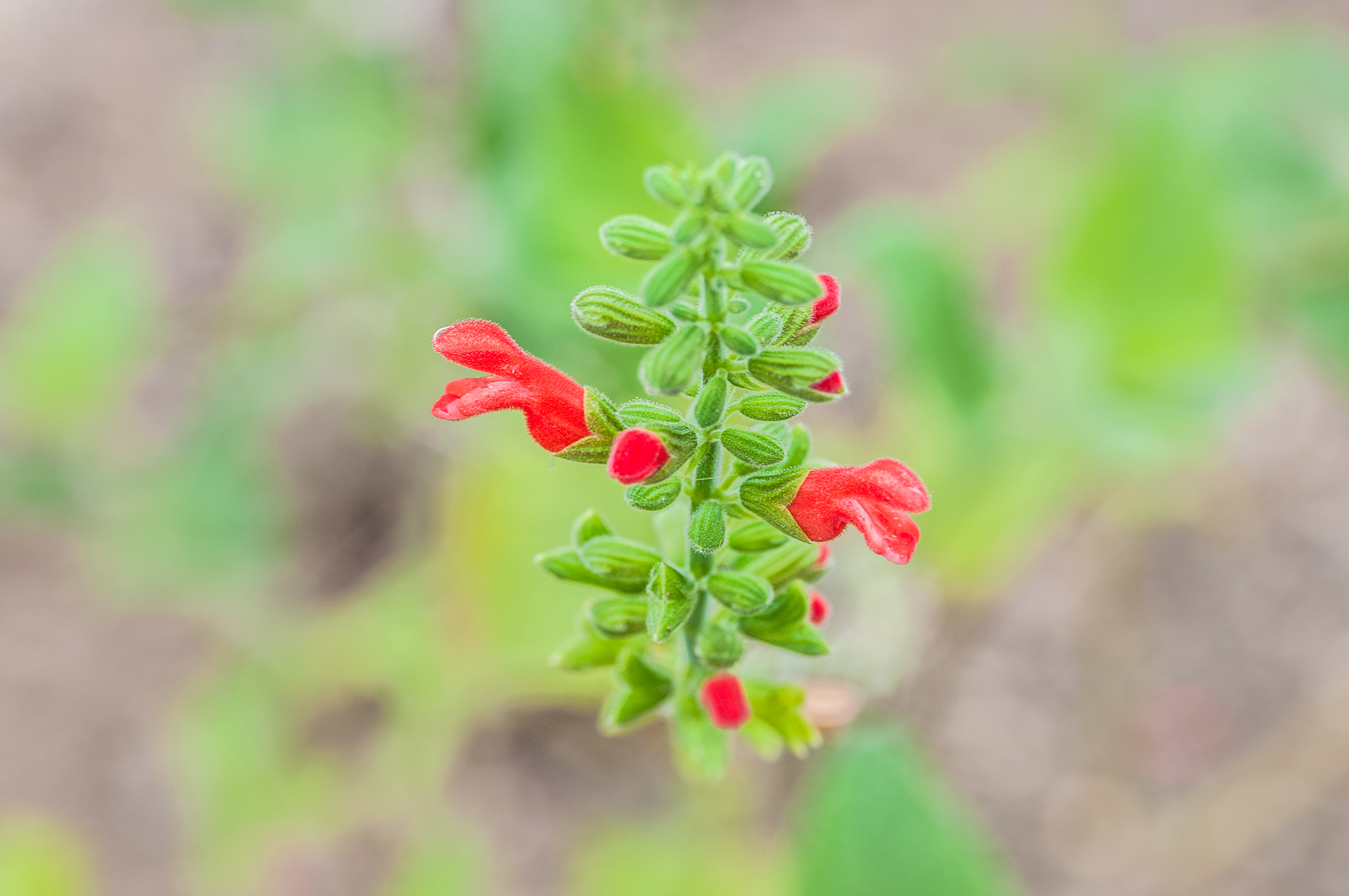 Salvia-grewiifolia