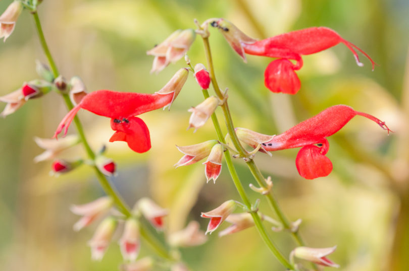 Jardines botánicos de Costa Rica - Jardín botánico