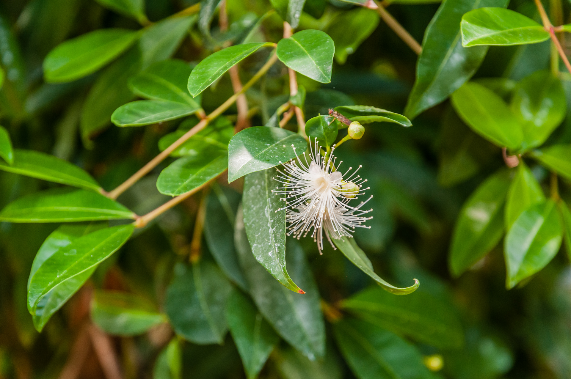 Syzygium-paniculatum
